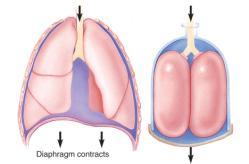 Ventilation (4 of 7) Ventilation (5 of 7) Inhalation (cont d) Inspiration focuses on delivering oxygen to alveoli.