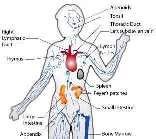 Lymphatic System: Plays a critical role in the system by producing, storing, and circulating white blood cells Collects fluid lost by the blood and returns it to the system Network of vessels and