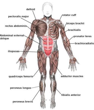 DEFENSE AND SUPPORT: Muscular and Skeletal Systems How do these systems provide defense and support? Skeletal System: produces immune cells to protect against diseasecausing and.