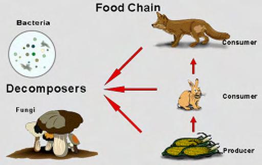 Study Guide #3 FOOD CHAINS On the basis of what they eat, animals are categorized into herbivores, carnivores and omnivores. Herbivores are vegetarians that eat only plants.