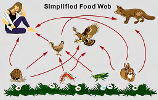 Study Guide #4 FOOD WEBS AND ENERGY PYRAMIDS The food chains within a community are intricately related. Organisms may participate in more than one chain and often fill different levels in each chain.