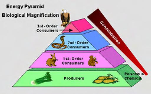 An energy pyramid shows the amount of energy captured and stored at each trophic (nutritional) level of the food chain.