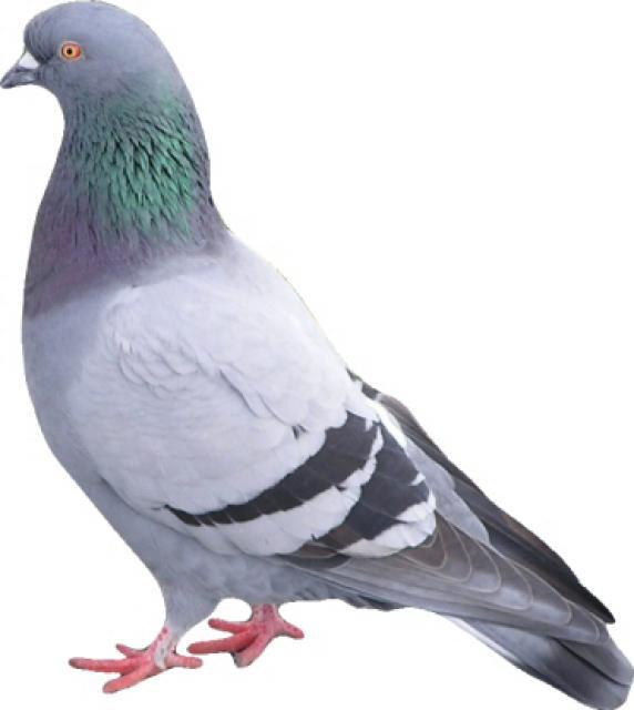 The pigeons were trained to steer the missile by
