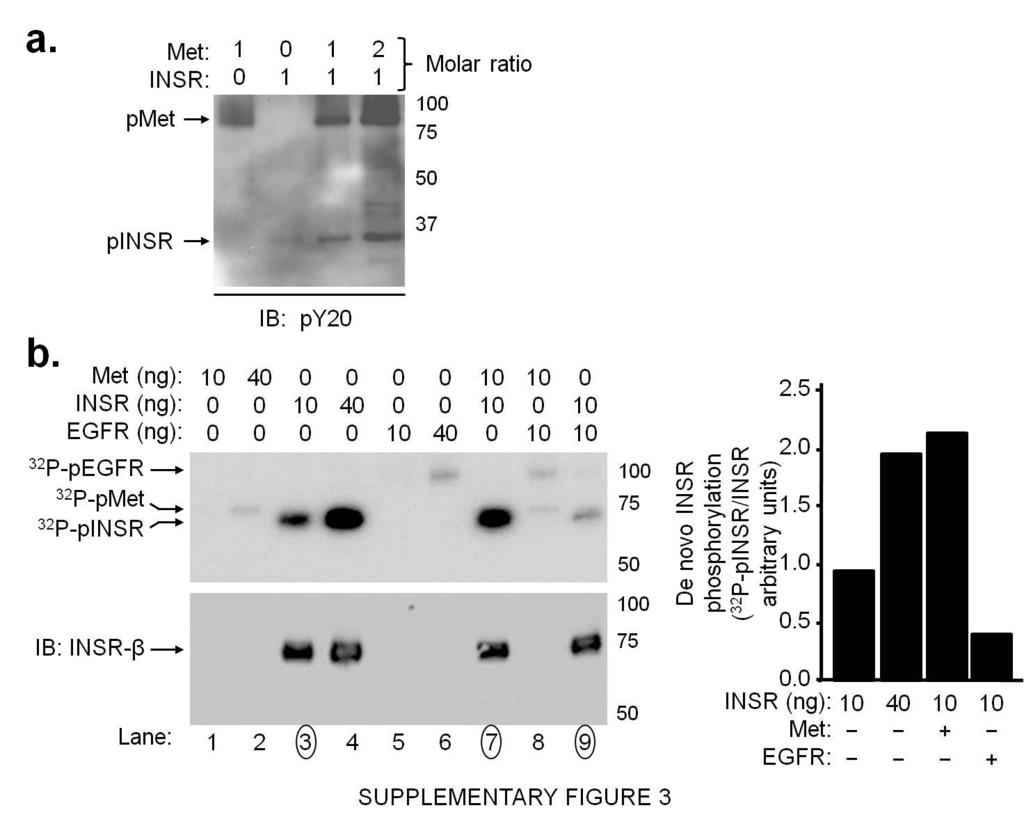 Supplementary Figure 3. Met activates INSR in a cell-free system.