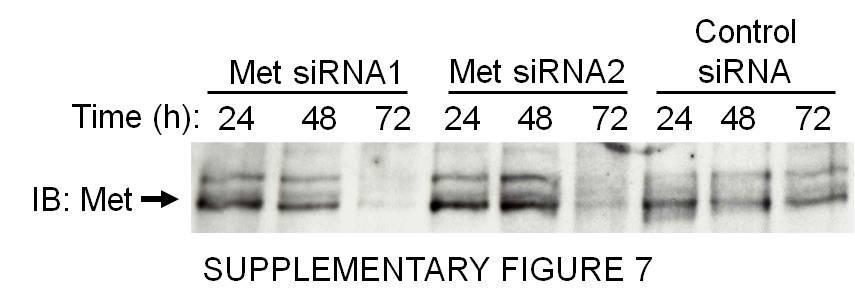 Supplementary Figure 7. sirna-mediated knock down of Met in primary cultures of mouse hepatocytes.