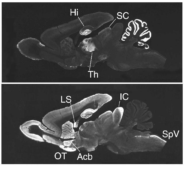 Location of Receptor Protein Receptor location in cat Thalamus () LM for EM for is located in dendrites at cortico-thalamic synapses Th Thalamus Hi Hippocampus SC Superior Colliculus Taken from