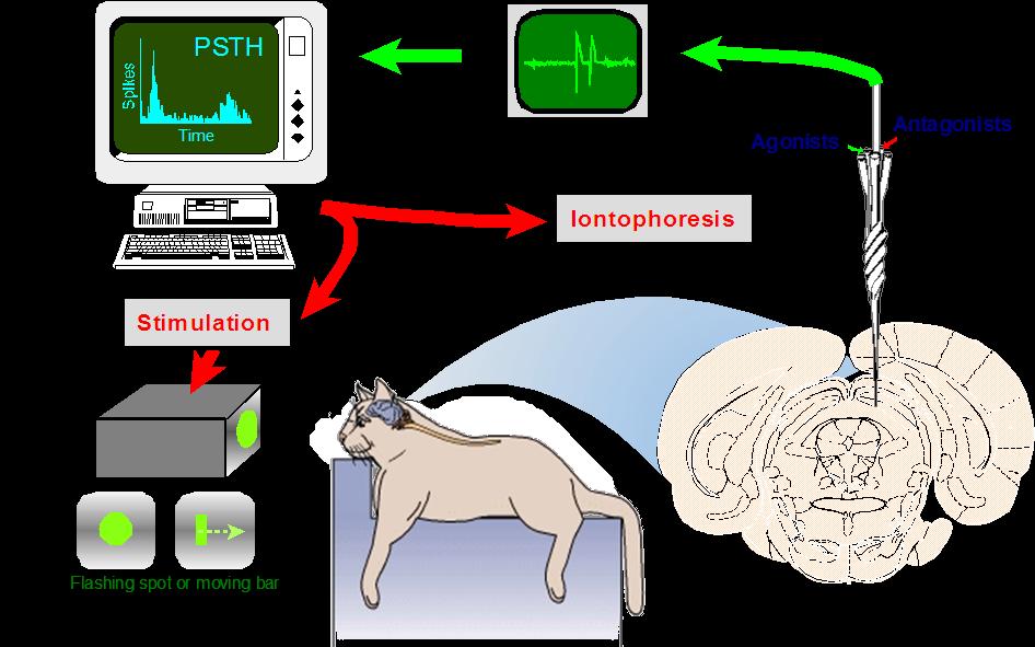 Extracellular Recording and Iontophoresis in vivo and visual responses in in vivo Use of LY367385 to block receptors: Responses to a flashing spot (reflecting retinal only input) are unaffected by