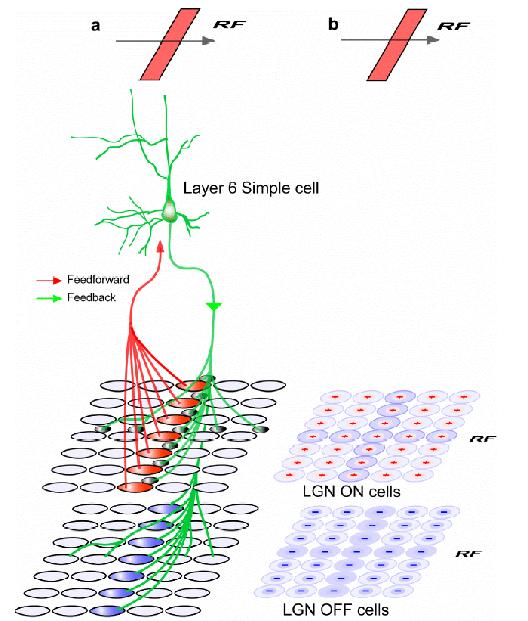 ll three receptive fields are centered on the same point in visual space. The cell with the matched field contacts the cell through an inhibitory interneuron (black).