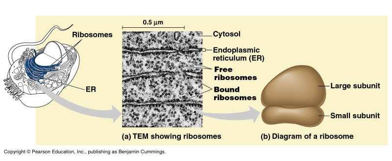 Ribosomes Particles made of ribosomal RNA and protein & carry out protein synthesis Free ribosomes