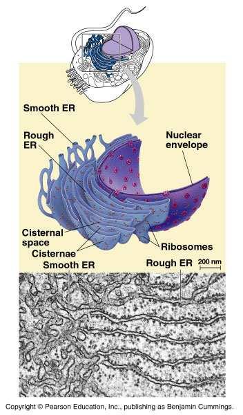 Endoplasmic Reticulum - ER Network of tubules & sacs called cristernae