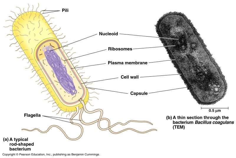 Prokaryotic Cells Lacks nucleus and membrane bound organelles Nucleoid region