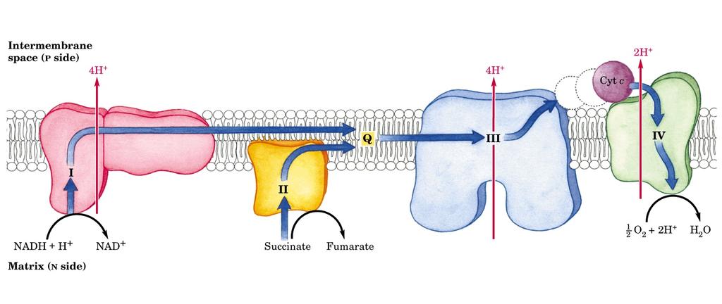 Mitochondrial electron transport chain organization Summary of the flow of electrons and protons through the four complexes of the respiratory chain. Electrons reach CoQ via Complexes I and II.