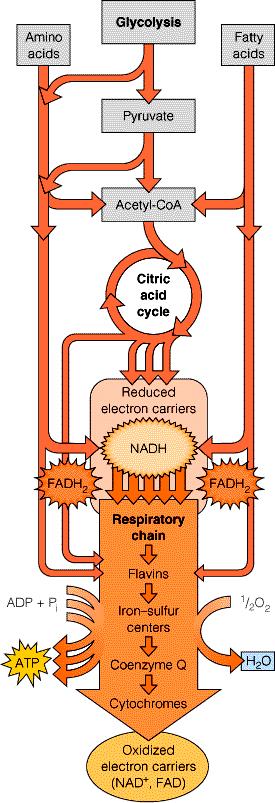 Oxida'on Catabolism of proteins, fats and carbohydrates occurs in the three stages of cellular respiration. Stage 1: Oxidation of fatty acids, glucose and some amino acids yields acetyl-coa.