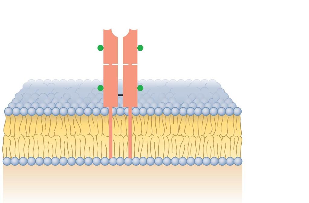Figure 16.7 A T cell receptor (TCR).