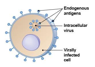 Intracellular virus Exogenous antigens Virally infected cell Autoantigens Normal