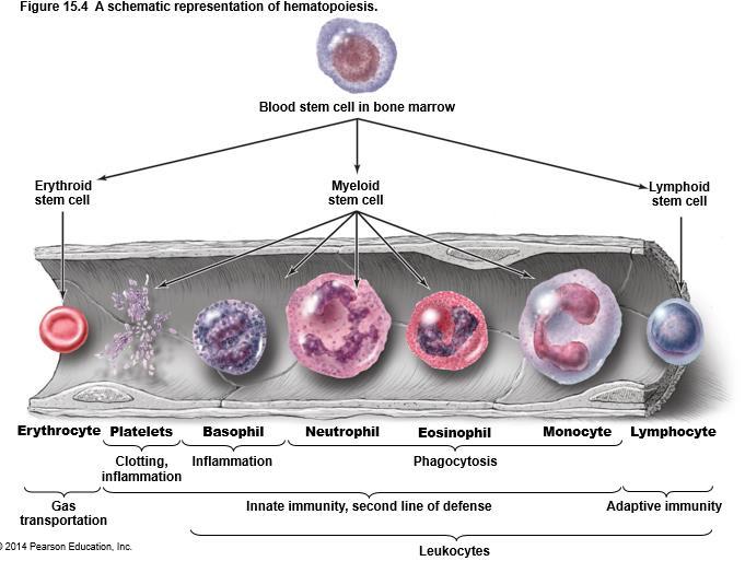 Adaptive Immunity Involves