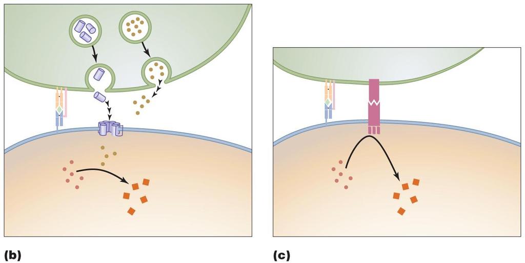 Figure 16.15b-c A cell-mediated immune response. 2 modes in which Tc kills perforin granzyme or CD95 cytotoxic pathway.