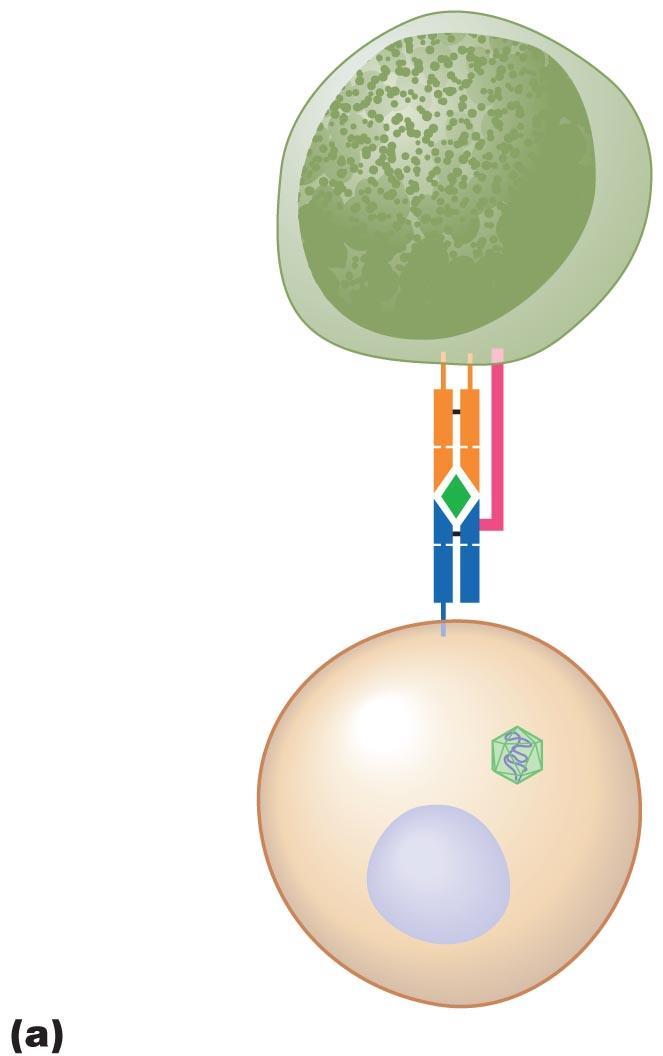 Figure 16.15a A cell-mediated immune response.