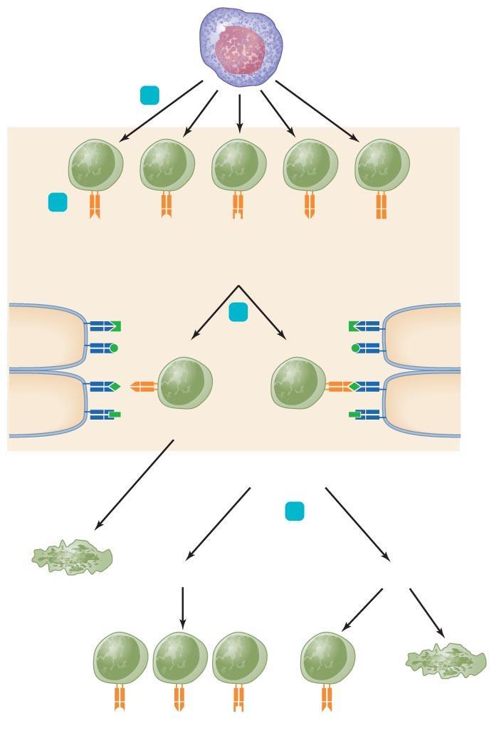 Figure 16.8 Clonal deletion of T cells. Thymus cells express all proteins in a body Thymus Thymus cells 2 MHC TCRs with differently shaped binding sites Epitope 1 3 Recognize MHC?