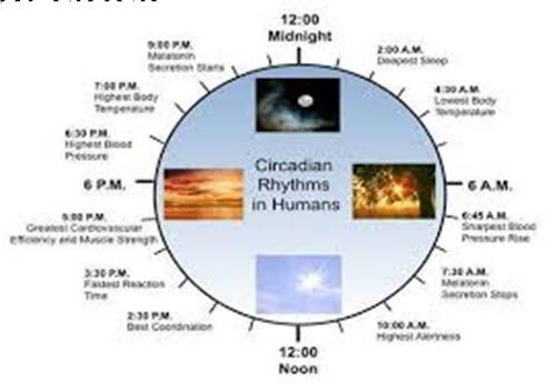 awake during daylight hours and to sleep/reduce