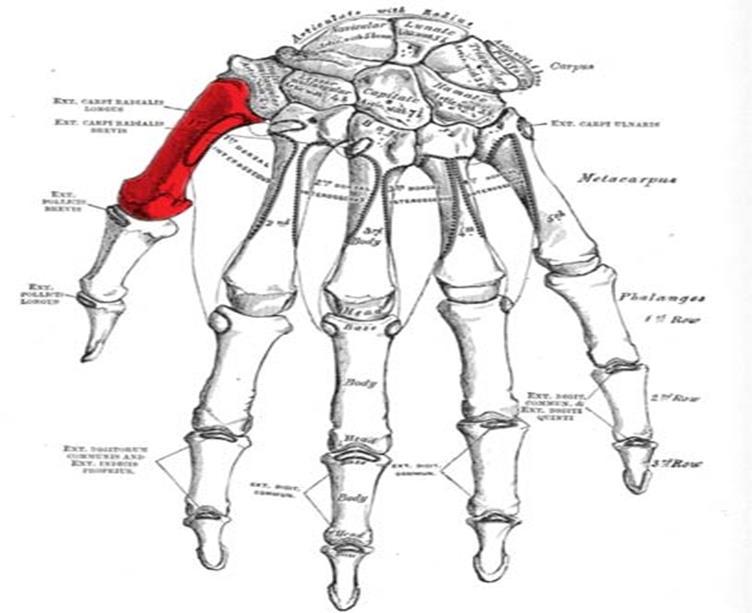 Metacarpal Bones The metacarpus is the intermediate part of the hand skeleton that