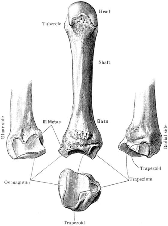 the connection to the forearm. The metacarpus consists of metacarpal bones.