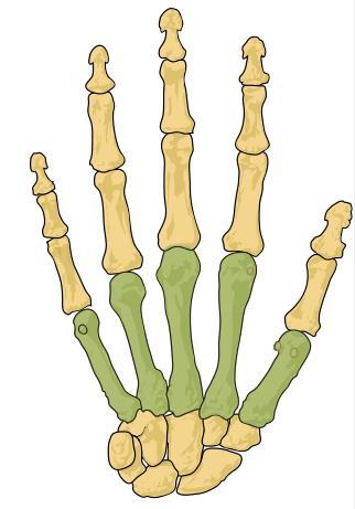 Phalanges The phalanx bones (plural phalanges) are those that form the fingers and toes. The thumb and big toe have two phalanges, while the other fingers and toes consist of three.