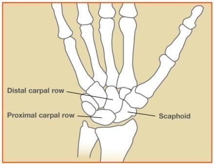 The carpal are eight bones arranged in two rows.