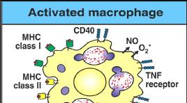 Alveolar macrophages secrete interleukins 12 and 18, which attracts CD4