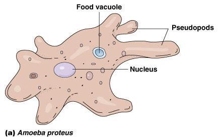 Amoeba - Protozoa with no truly defined shape - Move and acquire food through the use of pseudopodia - Found in water sources throughout the