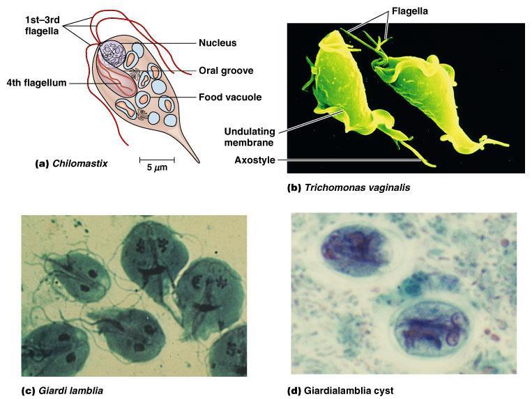Trichomonas vaginalis(genitourinary flagellates) Giardia