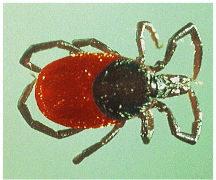 Lice, fleas, mosquitoes Class: Arachnida (8 legs)