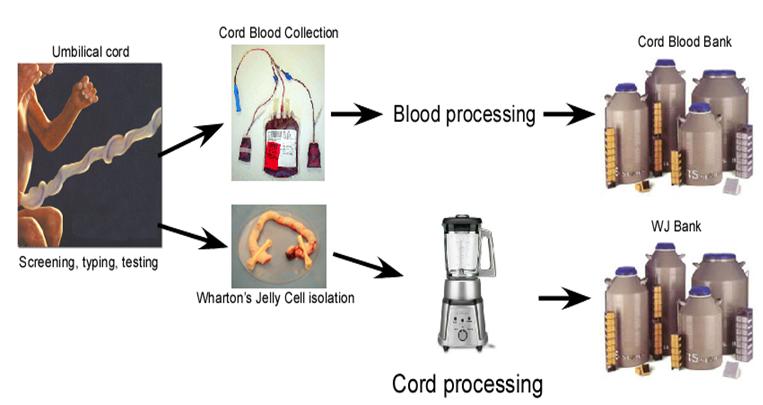 Cord Blood and Wharton s Jelly Cells Tissue engineering Local Collaborative Endeavor GvHD Treatment KUMC: Drs.