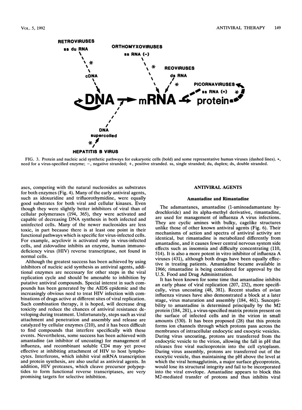VOL. 5, 1992 ANTIVIRAL THERAPY 149 RETROVIRUSES as du RNA ORTHOMYXOVIRUSES as RNA (-) cdna * REOVIRUSES ds RNA ; % // * PICORNAVIRUSES a / t ss RNA(+) *J crdsia mrna 4 proteins" DNA supercolled