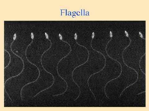 Flagella & Cilia Made