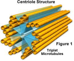 Centrioles Not found in plant cells Help
