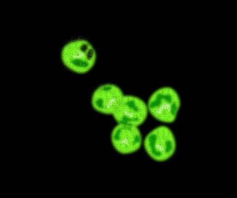 nucleus panca canca cytoplasm