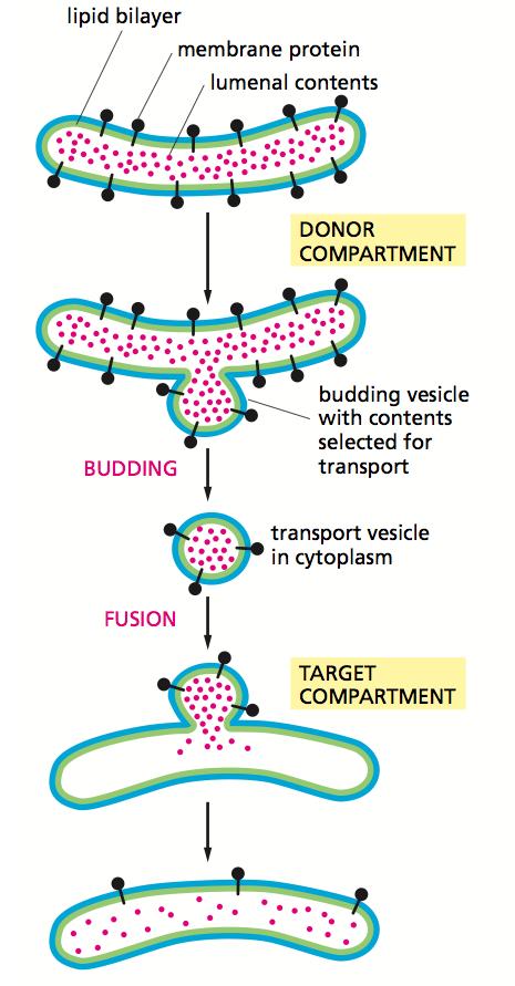 Različni načini transporta proteinov Trije mehanizmi 1. Kanalčki z vrati- topološko ekvivalenten prostor 2.