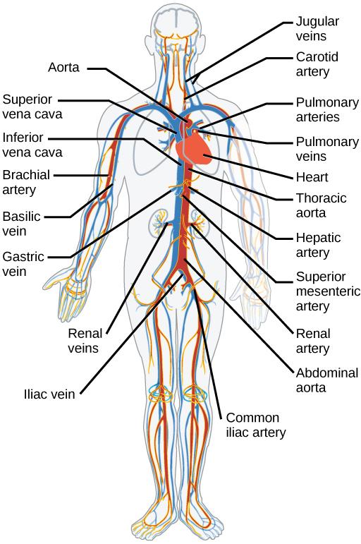 OpenStax-CNX module: m45536 9 Figure 4: The arteries of the body, indicated in red, start at the aortic arch and branch to supply the organs and muscles of the body with oxygenated blood.