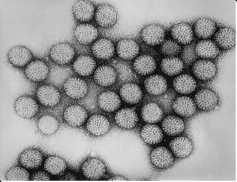 Lessons from Rotavirus Vaccine Implementation in the U.S.
