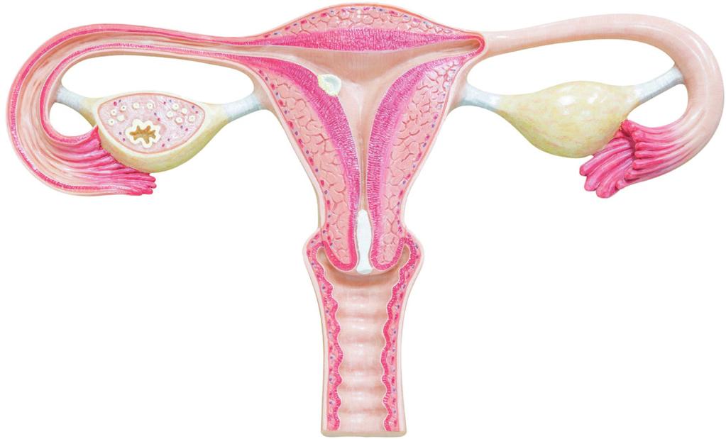 10 The IVF Guide While all of these hormonal changes are happening, visible physiological changes are also taking place in the uterus, which is called the uterine cycle.