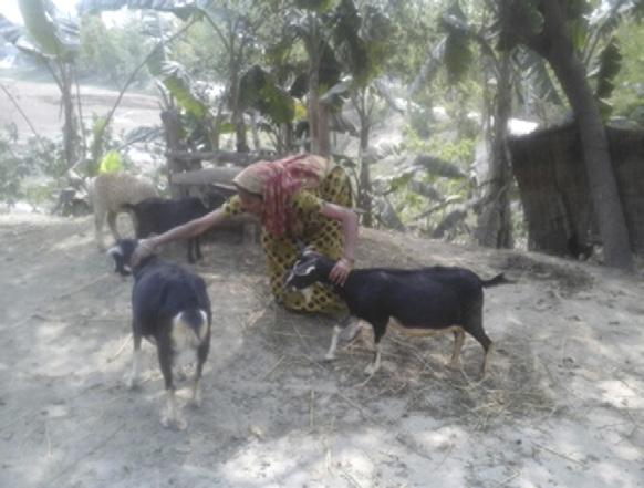 The following testimonials demonstrate the benefits of the flood warning information. Joyvamur Khatun is a woman from a very ultra-poor family in Hat-Gorjan village under Chowhali Upazila, Sirajganj.