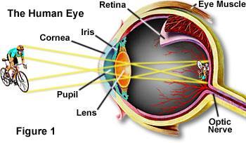 Receptors for the Eye 5.