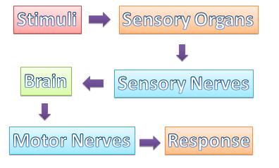 PATHWAYS FROM STIMULUS TO RESPOND Sensory nerves carry inbound information about the body's movements and