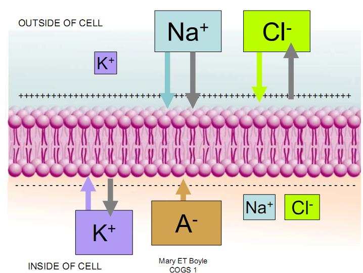 The Neuron s Resting Membrane Potential n Difference in electrical charge between inside and outside of cell n Inside of the neuron is with respect to the outside n Resting membrane potential