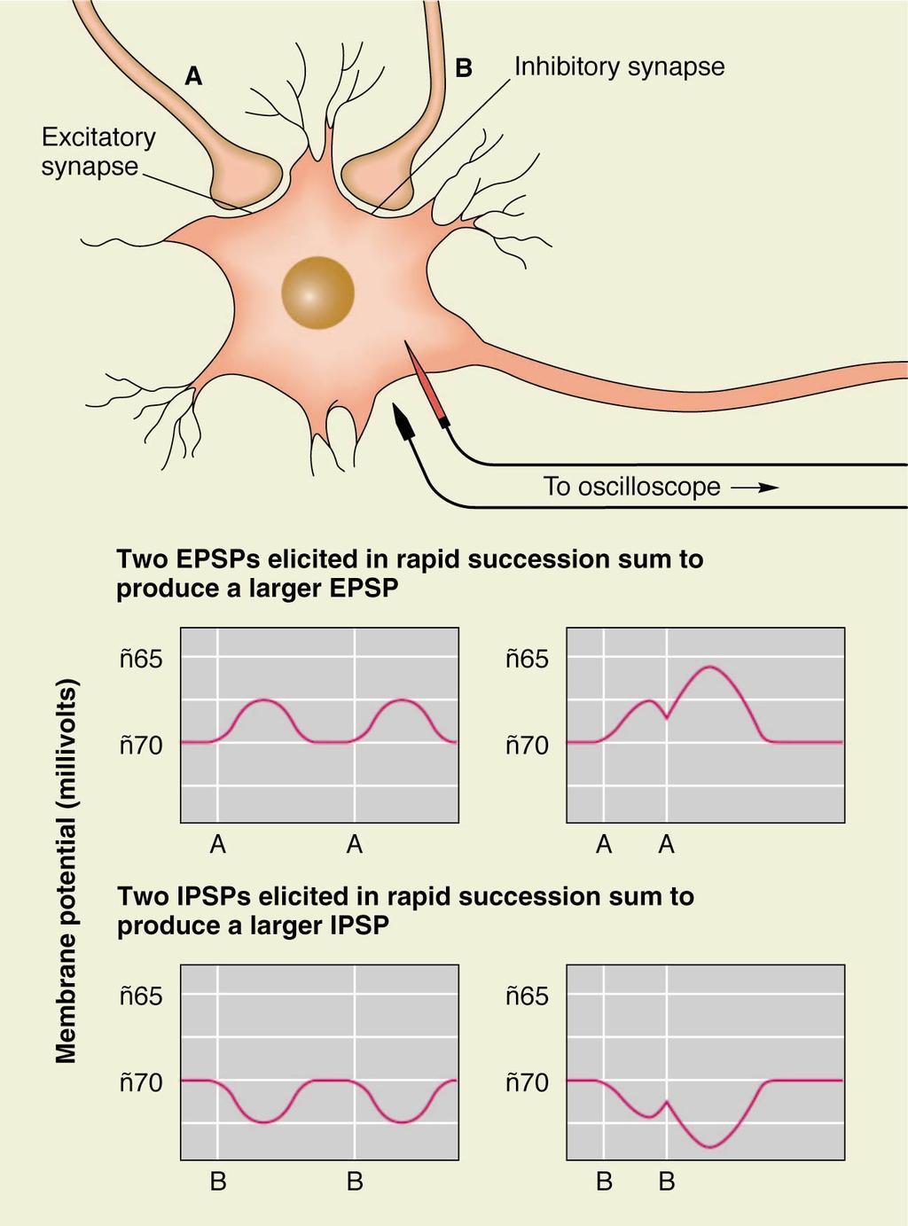Neurons receive excitatory and inhibitory