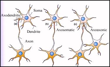 n Neurons communicate via electrochemical signals. The action potential is the electro part. Synaptic Transmission is the chemical part. How do we know that neurons communicate chemically?