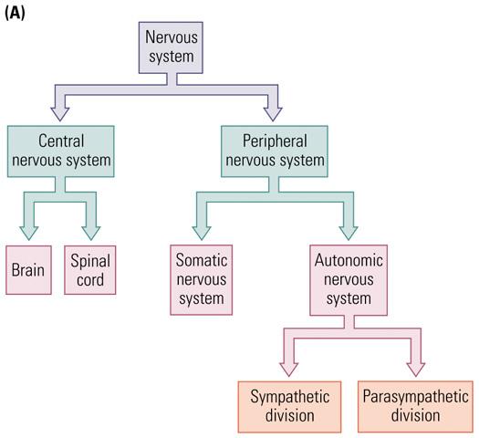 Efferent Nerves of the ANS n SYMPATHETIC Nerves: MOVE!! Arousal, mobilization of resources n PARASYMPATHETIC Nerves: RELAX!