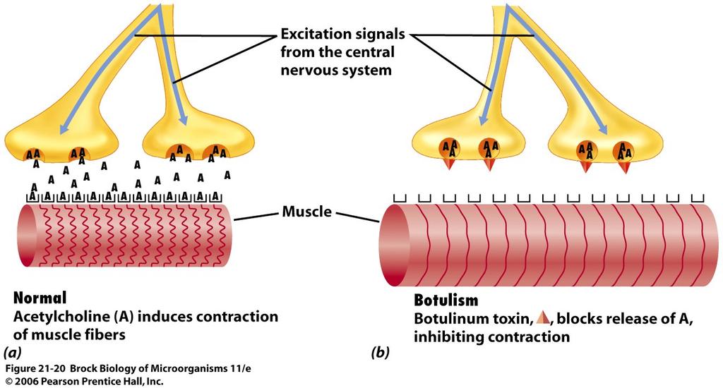 Action of botulinum toxin