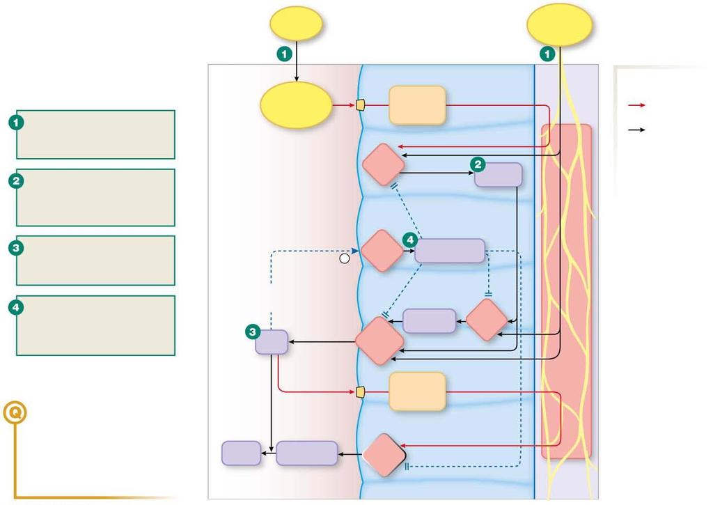 Figure 21.10 Integration of cephalic and gastric phase secretion Slide 1 Food Input via vagus nerve Food or cephalic reflexes initiate gastric secretion of gastrin, histamine, and acid.